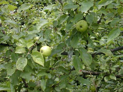  Image name: melo selvatico3.jpg 
 width: 400 pixel 
 height: 300 pixel 
 Size: 31803 bytes 
 Click to enlarge 